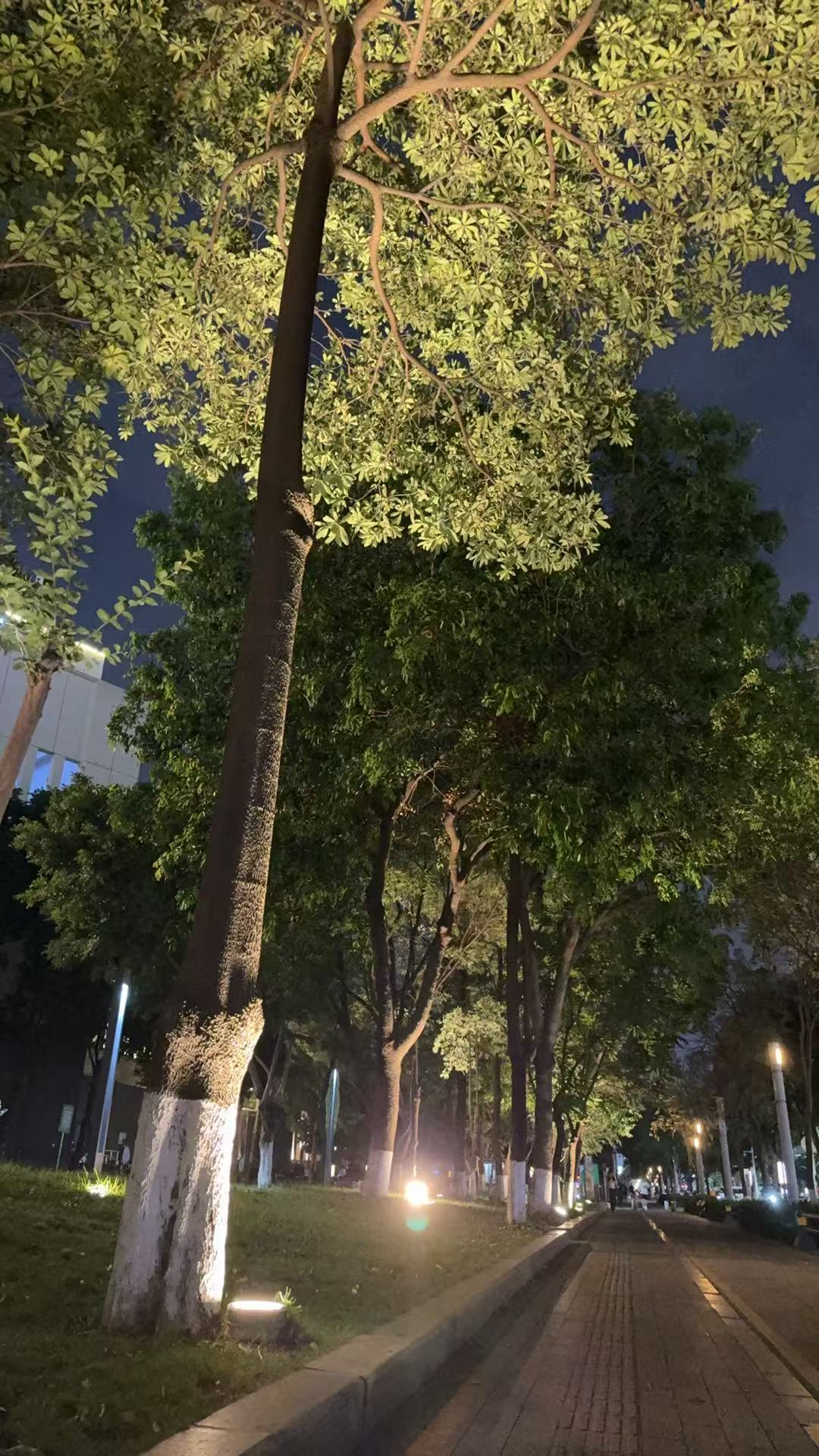 春节树干亮化公园景区街道树木亮化 8 大高级做法解决亮化工程翻车痛点投光灯照树灯插地灯树木抱树灯源头工厂凯耀明31.jpg